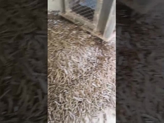 Empaquetadora vertical de Ring Die Pellet Machine With de la biomasa del molino 5Ton/H de la pelotilla de la cáscara del arroz